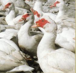 マスコビー種ホワイトダック